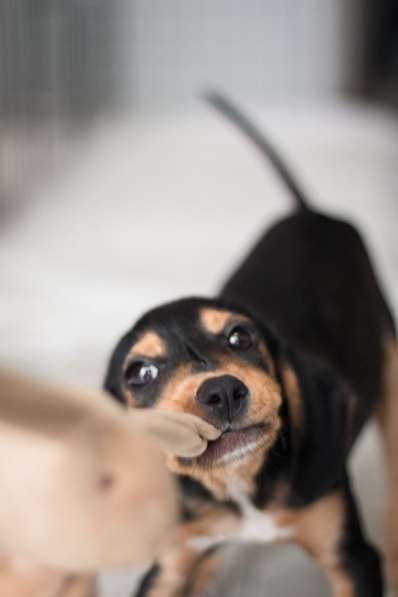 Очаровательная девочка Зиппи готова к переезду в новый дом в Санкт-Петербурге