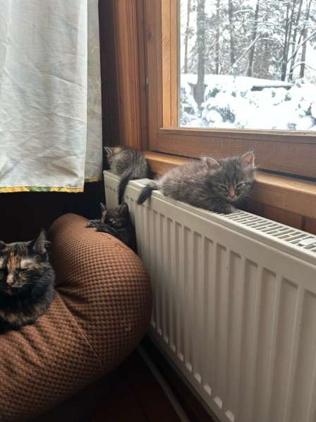 Котята в Малаховке фото 4