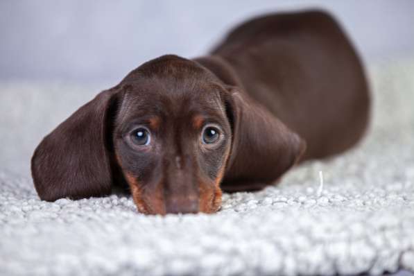 Таксы кроличьи от чемпионов