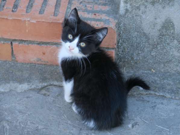 Котёнок в Рязани фото 4