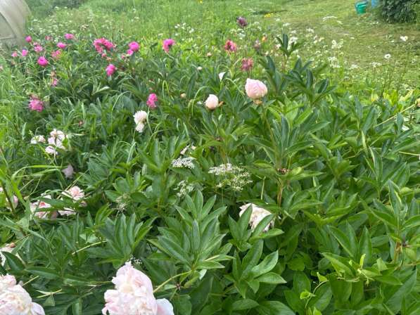 Пионы в Москве