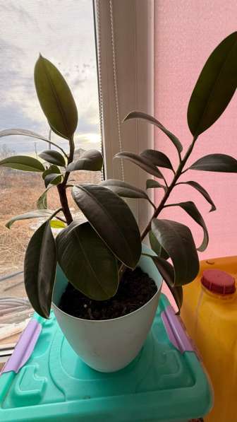 Цветы, каждый по 300₽ в Абакане