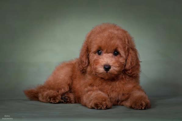 Той пудель девочка в Москве фото 3