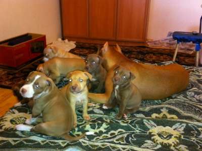 щенки Пит-Бультерьер