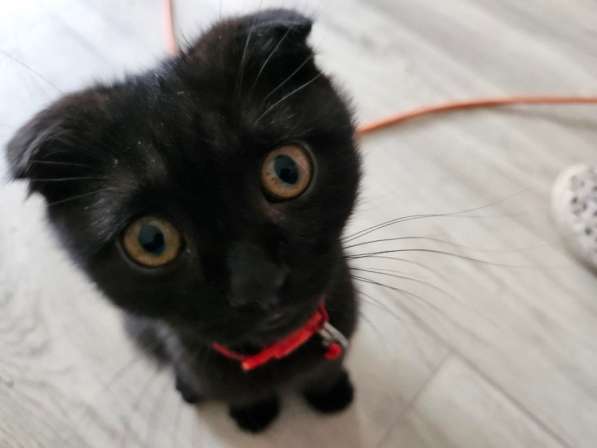 Котенок