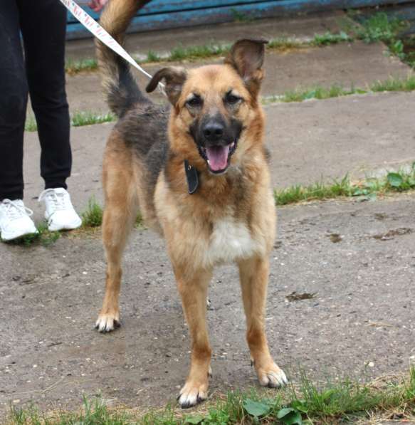 Позитивная Сэмми в поисках своей семьи! в Москве фото 4