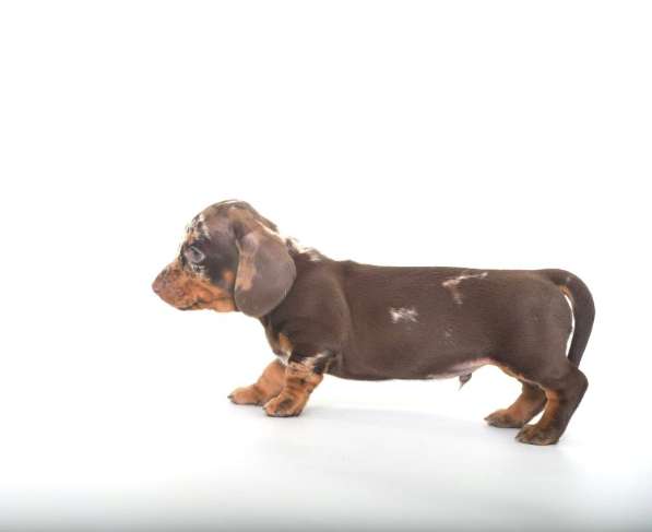 Такса миниатюра 100% в Москве