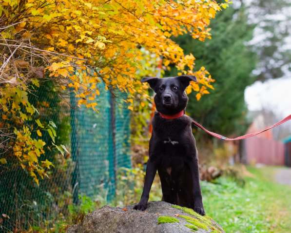 Собака с разноцветными глазами в Санкт-Петербурге фото 7