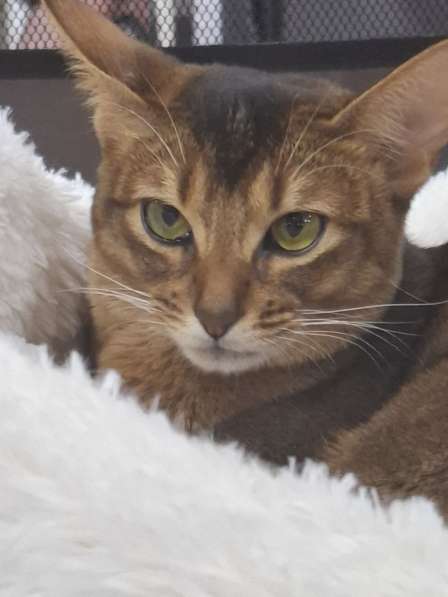 Абиссинские котята в Сочи фото 3