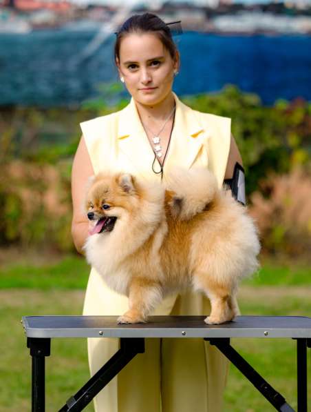 Pomeranian puppy