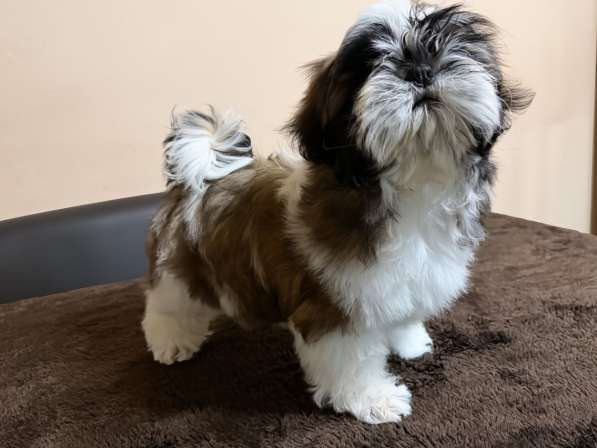 Породистая девочка ши -тцу в Тамбове