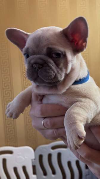 Французский бульдог щенки в Москве фото 3
