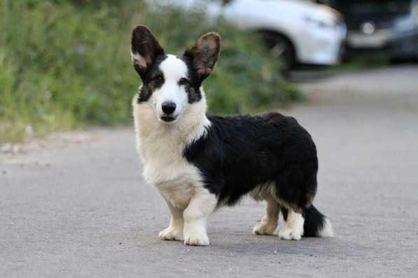 Вельш корги кардиган-мальчик в Москве фото 4