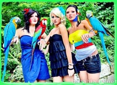 Элитпопугаи, чудные птицы продам Клетки. Москва