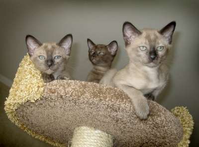 Тонкинские котята в Санкт-Петербурге фото 3