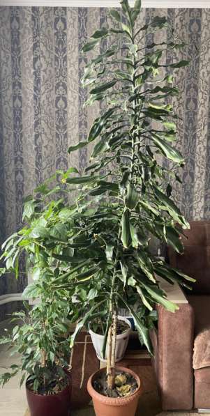 Комнатный цветок