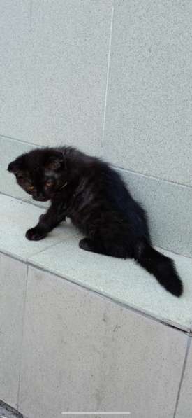 Котикам нужен дом в Черкесске