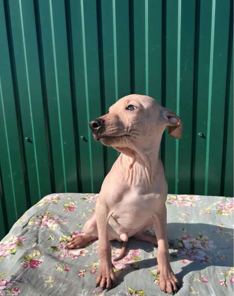 Американский голый терьер в Москве фото 5