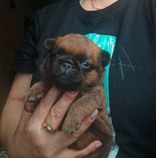 Рыжий мальчик пти-брабансон