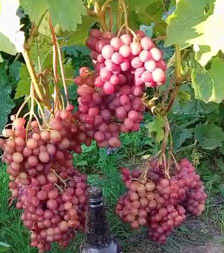 Саженцы винограда Южного Подмосковья в Чехове фото 10