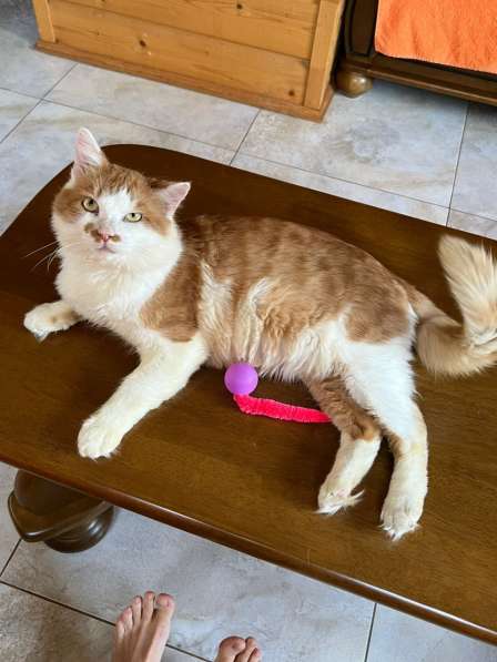 Харизматичный чеширский кот ищет дом