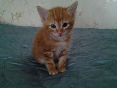 Отдам даром рыжие котята в Петрозаводске фото 4
