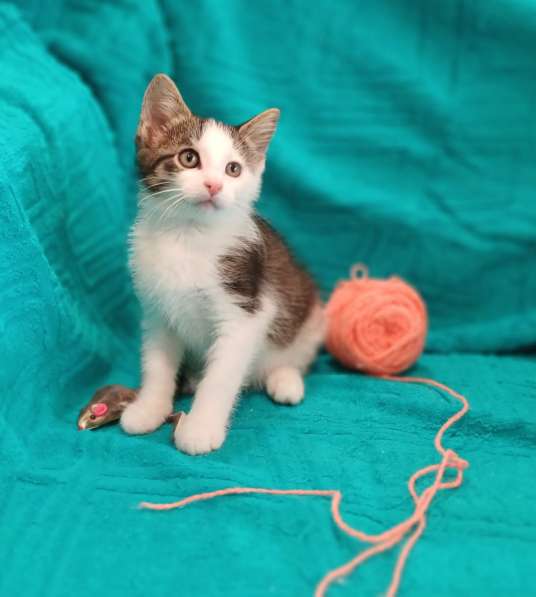 Маленькие красивые котята ищут дом в Санкт-Петербурге фото 3