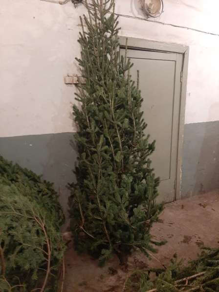 Новогодние живые елки в Новокузнецке фото 7