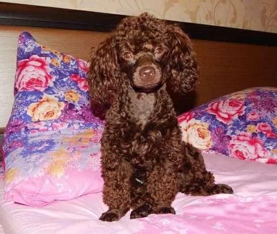 Той пудель в фото 9