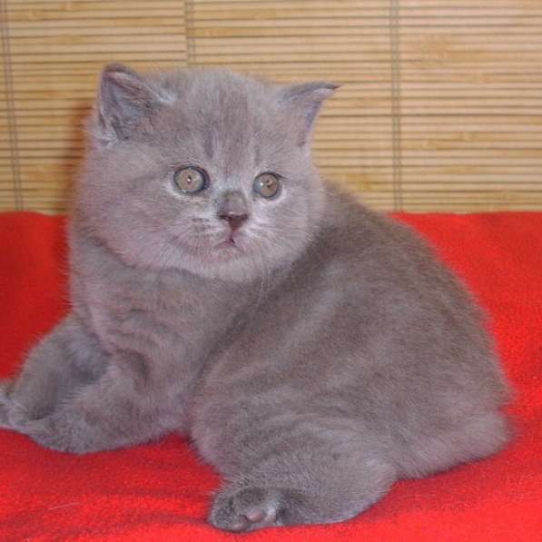 Шотландские котята из питомника кошек«Silver Sharm» в Москве