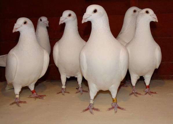 Продаю белых спортивных голубей расы Frank Scherens & Louis