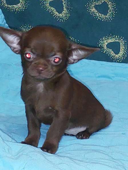 Чихуахуа. Chocolate. Мини в