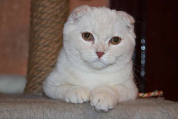 Шотландский скоттиш фолд в Москве фото 8