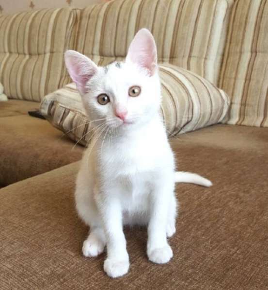 Котенок в добрые руки. Маленький Мейсон в Москве фото 19