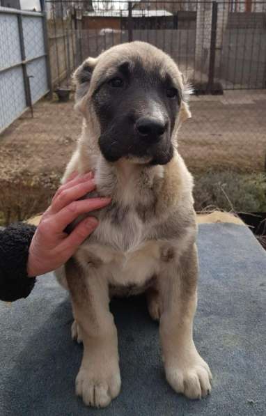 Щенки среднеазиатской овчарки (девочки) в Киржаче фото 3