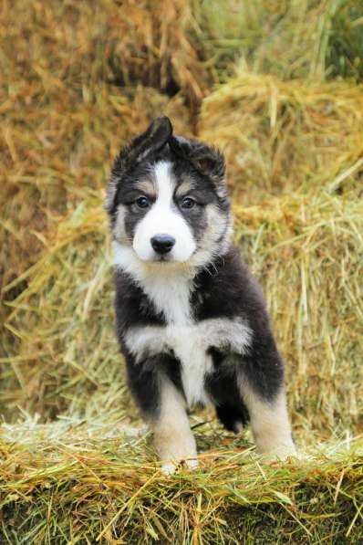 Собака в добрые руки щенок в Санкт-Петербурге фото 3