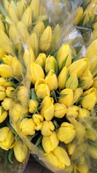 Тюльпаны оптом в Наро-Фоминске фото 3