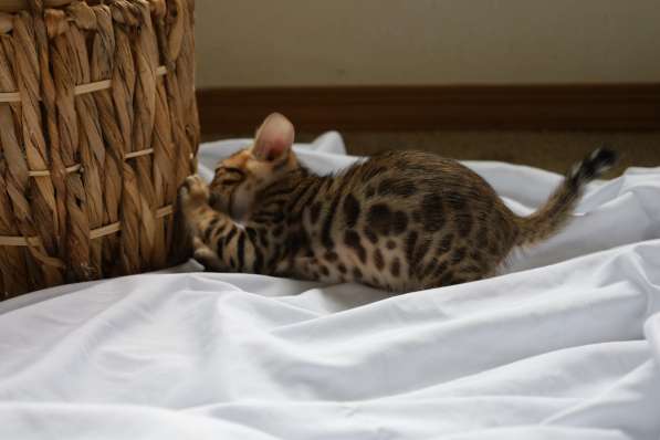 Bengal kittens в фото 8