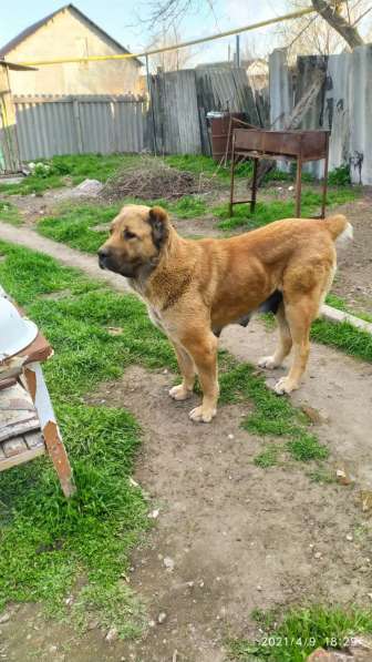 Продаются щенки алабая в фото 10