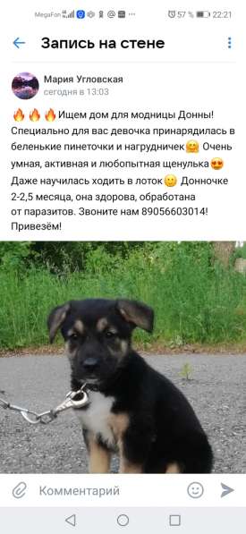 Щенок ищет свой дом в Дзержинске