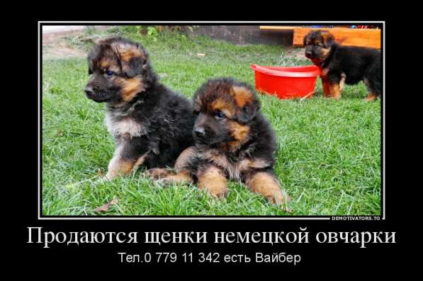 Продаются щенки немецкой овчарки! в фото 7
