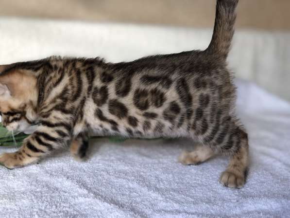 Предлагаются Бенгальские котята из питомника с документами в фото 42
