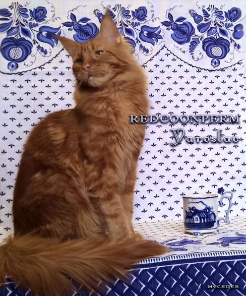 Кот мейн кун - Ярослав - красный солид в Перми фото 6