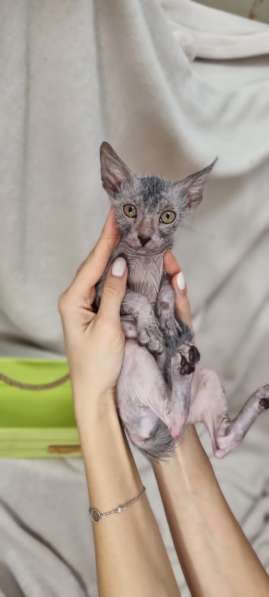 Продаются котята породы Lykoi (Ликой, кошка-волк) в Санкт-Петербурге фото 16