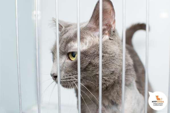 Кот Штирлиц в Москве