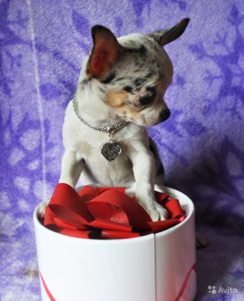 Мини девочка чихуа