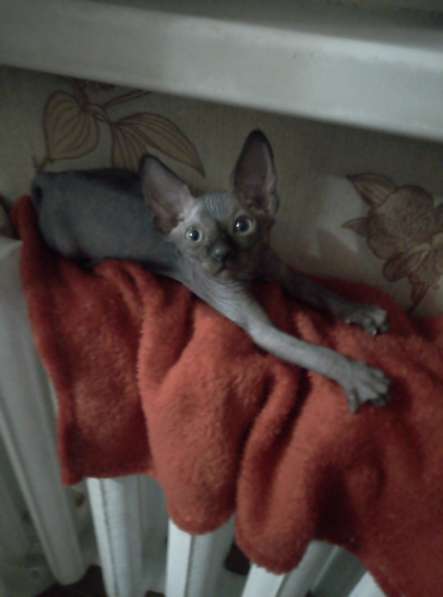 Канадские сфинксы в Иркутске фото 5