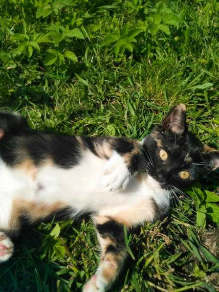 Котёнок - охотница в Санкт-Петербурге фото 5