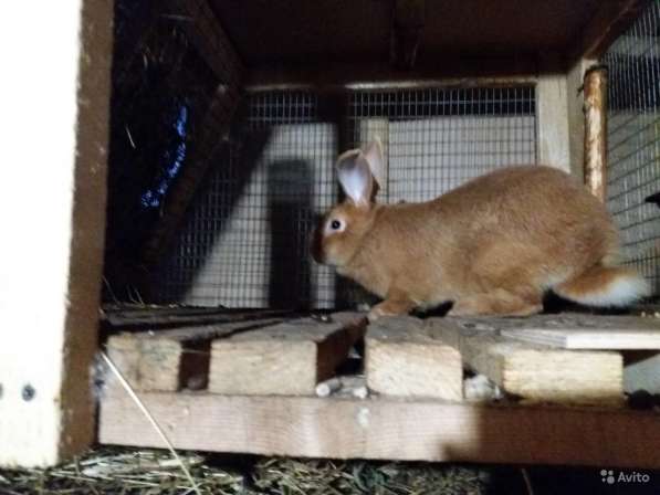 Бургундские кролики в Великих Луках фото 5