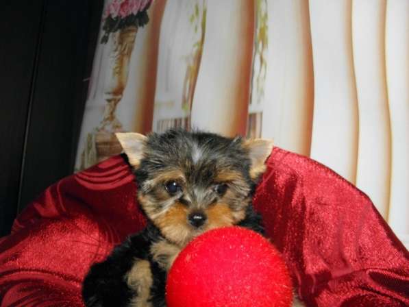 Мальчики йоркширского терьера в Москве фото 20
